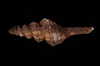 藏品(長旋螺)的圖片